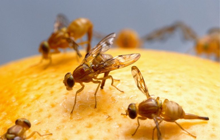 can-fruit-flies-make-you-sick